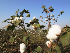 cotton-crop-265312_1920