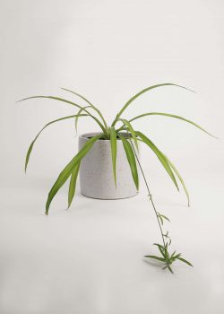 Product thumbnail image for N° ICD5 Balzar Plant Pot L