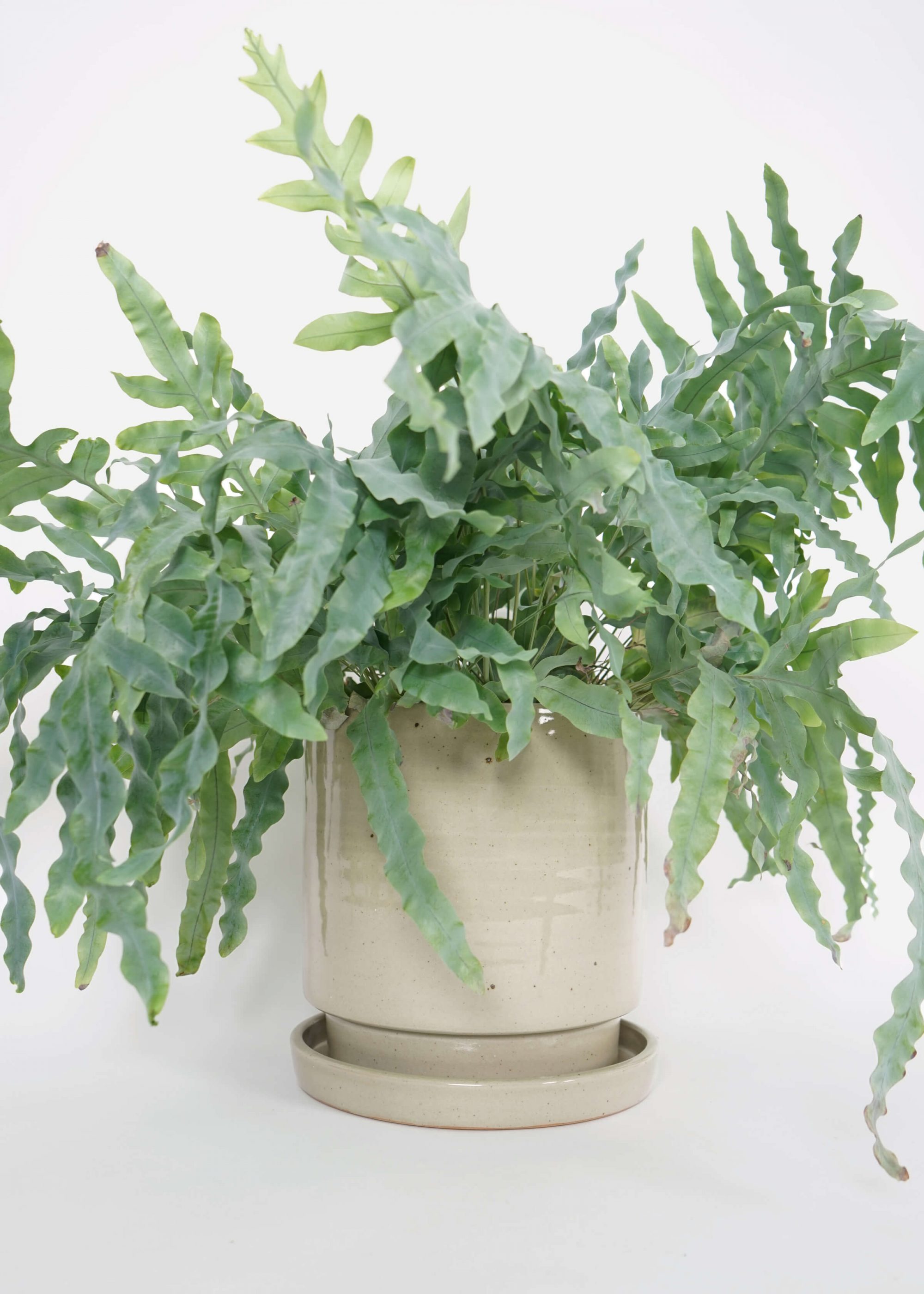 Product image for N° ICSD2 BEUYS Planter Grey Large