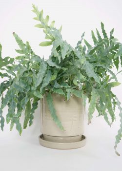Product thumbnail image for N° ICSD2 BEUYS Planter Grey Large