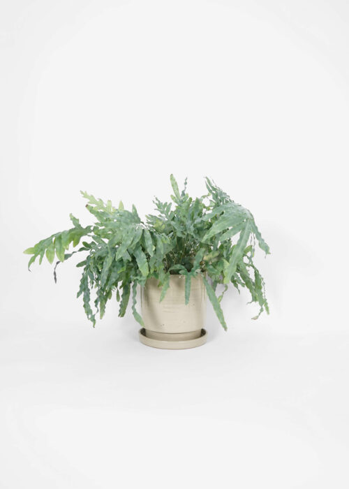 Product thumbnail image for »Brutal« Grey Plant Pot Ø 25 cm + Saucer | Genuine Stoneware Ceramics