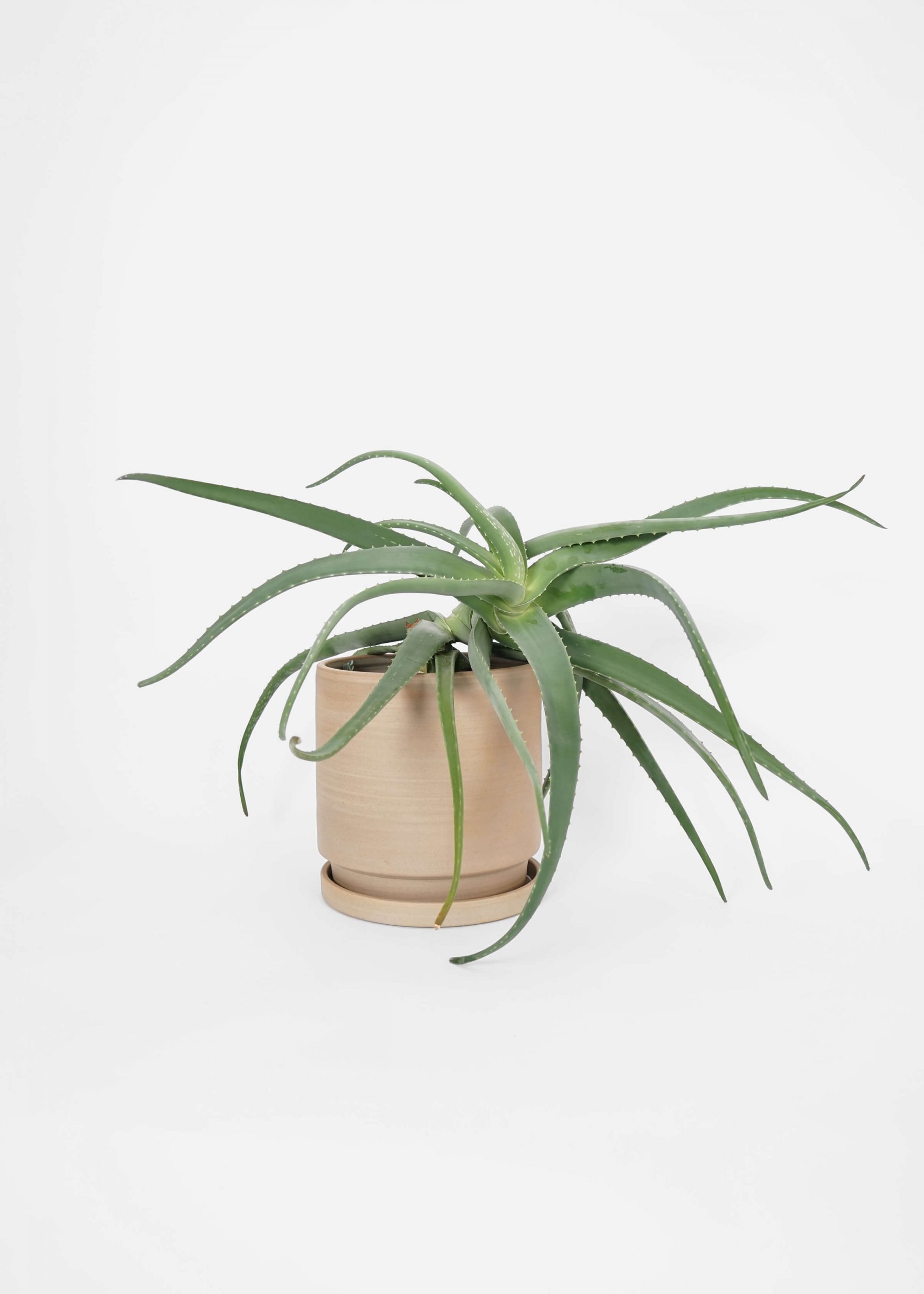 Product image for N° ICSD1 BRUTAL Planter Raw Large