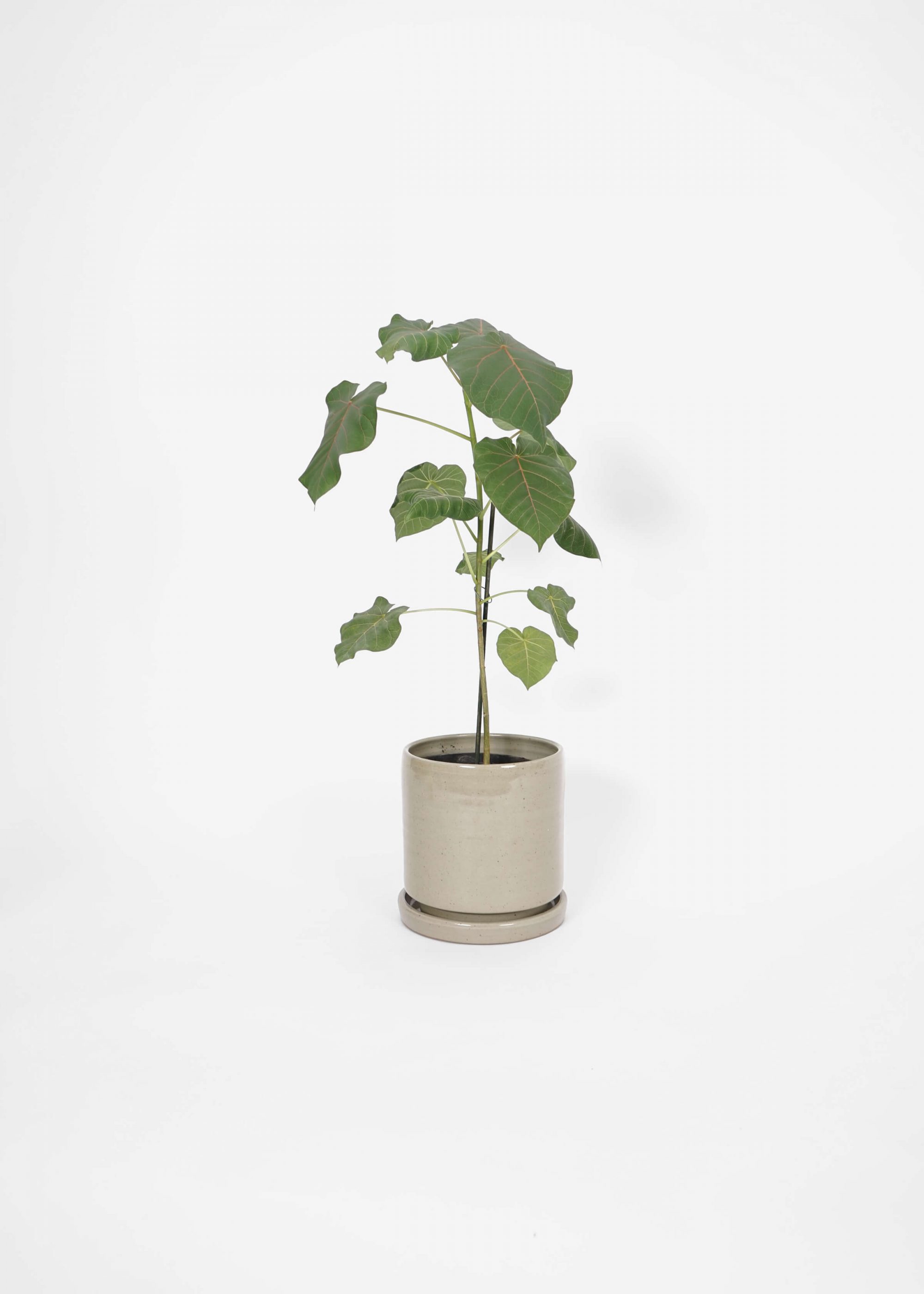 Product image for N° ICSD4 BEUYS Planter Grey Medium